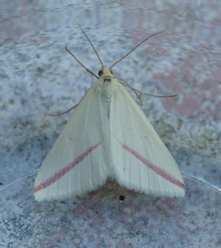 Rhodometra sacraria
